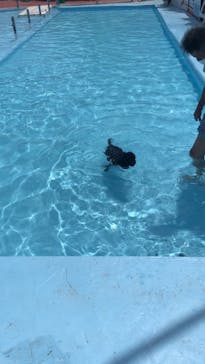 IPCわんわん動物園に投稿された画像（2021/8/6）