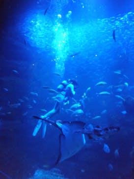 京都水族館に投稿された画像（2021/8/6）