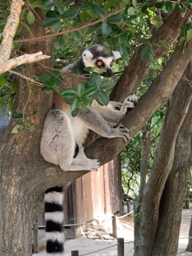 神戸どうぶつ王国に投稿された画像（2021/8/6）