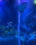 すみだ水族館に投稿された画像（2021/8/6）