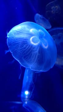 サンシャイン水族館に投稿された画像（2021/8/6）