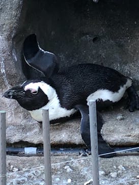 サンシャイン水族館に投稿された画像（2021/8/6）