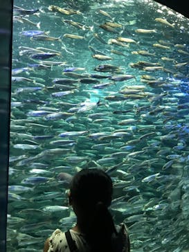 サンシャイン水族館に投稿された画像（2021/8/6）