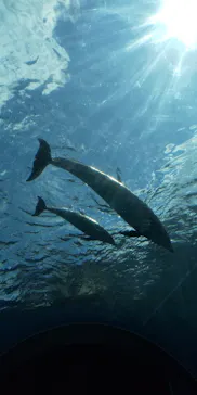 横浜・八景島シーパラダイスに投稿された画像（2021/8/6）