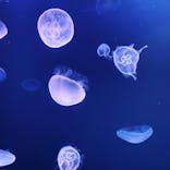 サンシャイン水族館に投稿された画像（2021/8/6）