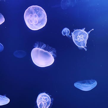 サンシャイン水族館に投稿された画像（2021/8/6）