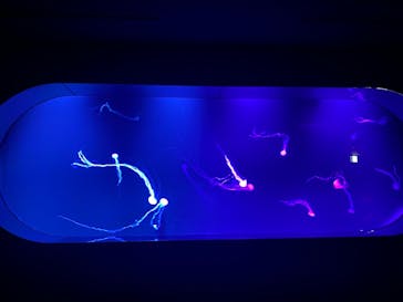 サンシャイン水族館に投稿された画像（2021/8/6）