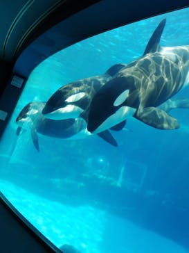 名古屋港水族館に投稿された画像（2021/8/6）