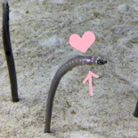 すみだ水族館に投稿された画像（2021/8/6）