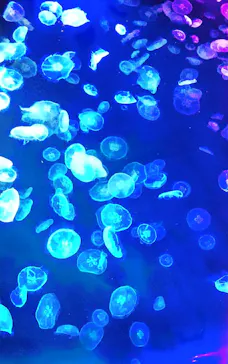 すみだ水族館に投稿された画像（2021/8/6）