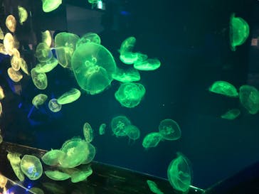 名古屋港水族館に投稿された画像（2021/8/6）