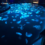 すみだ水族館に投稿された画像（2021/8/6）