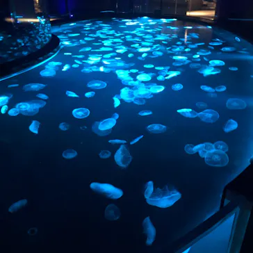 すみだ水族館に投稿された画像（2021/8/6）