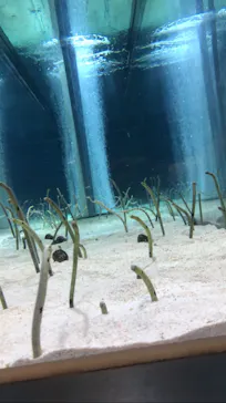 すみだ水族館に投稿された画像（2021/8/6）
