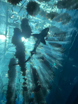 仙台うみの杜水族館に投稿された画像（2021/8/6）