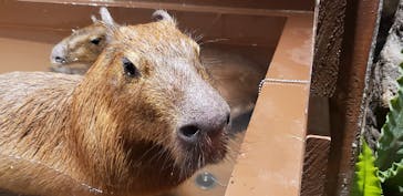 Moff animal world MARK IS みなとみらい店に投稿された画像（2021/8/6）