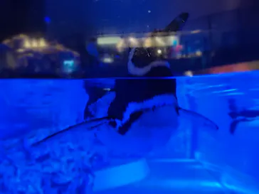 すみだ水族館に投稿された画像（2021/8/6）