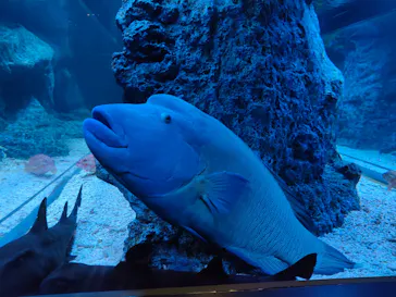 すみだ水族館に投稿された画像（2021/8/6）
