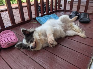 IPCわんわん動物園に投稿された画像（2021/8/6）