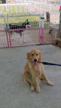 IPCわんわん動物園に投稿された画像（2021/8/6）