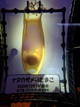 名古屋港水族館に投稿された画像（2021/8/6）