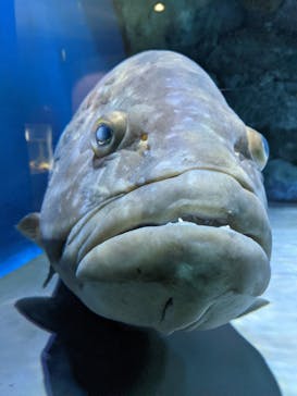 名古屋港水族館に投稿された画像（2021/8/6）