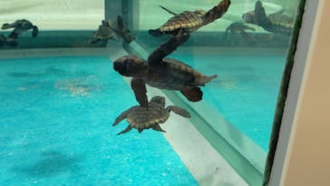 名古屋港水族館に投稿された画像（2021/8/6）