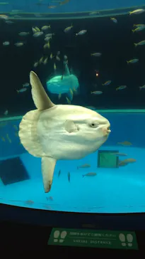 横浜・八景島シーパラダイスに投稿された画像（2021/8/6）