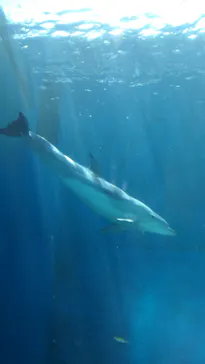 横浜・八景島シーパラダイスに投稿された画像（2021/8/6）