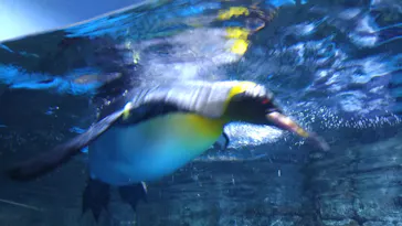 横浜・八景島シーパラダイスに投稿された画像（2021/8/6）