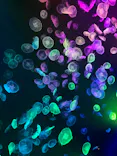 すみだ水族館に投稿された画像（2021/8/7）