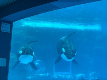 名古屋港水族館に投稿された画像（2021/8/7）