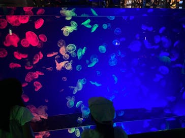 名古屋港水族館に投稿された画像（2021/8/7）