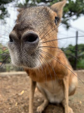 伊豆シャボテン動物公園に投稿された画像（2021/8/7）