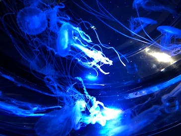 名古屋港水族館に投稿された画像（2021/8/7）