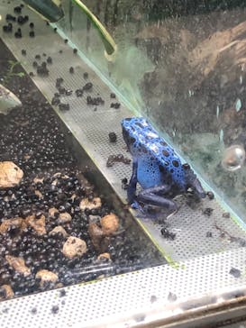 カワスイ 川崎⽔族館に投稿された画像（2021/8/7）