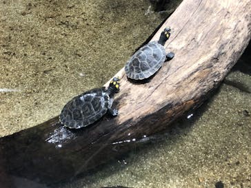 カワスイ 川崎⽔族館に投稿された画像（2021/8/7）