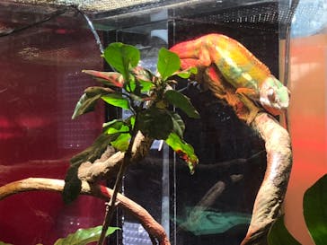 カワスイ 川崎⽔族館に投稿された画像（2021/8/7）