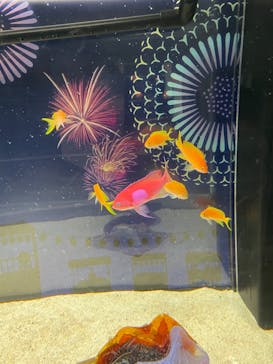 マクセル アクアパーク品川に投稿された画像（2021/8/7）