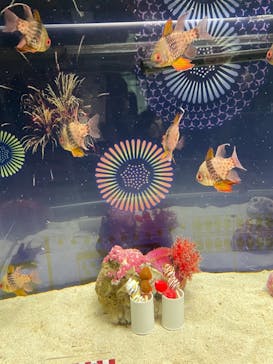 マクセル アクアパーク品川に投稿された画像（2021/8/7）