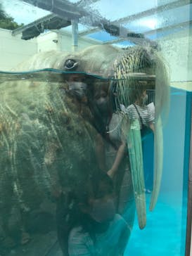 鳥羽水族館に投稿された画像（2021/8/7）