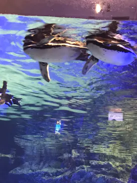すみだ水族館に投稿された画像（2021/8/7）
