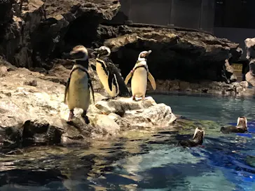 すみだ水族館に投稿された画像（2021/8/7）
