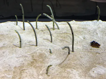 すみだ水族館に投稿された画像（2021/8/7）