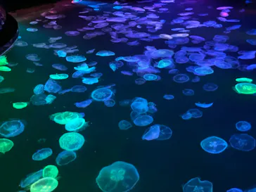 すみだ水族館に投稿された画像（2021/8/7）