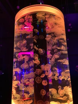 マクセル アクアパーク品川に投稿された画像（2021/8/7）