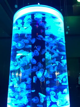 マクセル アクアパーク品川に投稿された画像（2021/8/7）