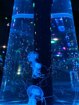 マクセル アクアパーク品川に投稿された画像（2021/8/7）