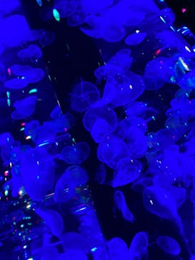 マクセル アクアパーク品川に投稿された画像（2021/8/7）