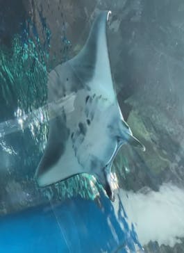 マクセル アクアパーク品川に投稿された画像（2021/8/7）